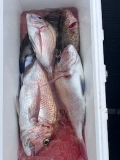 マダイ・イサキ