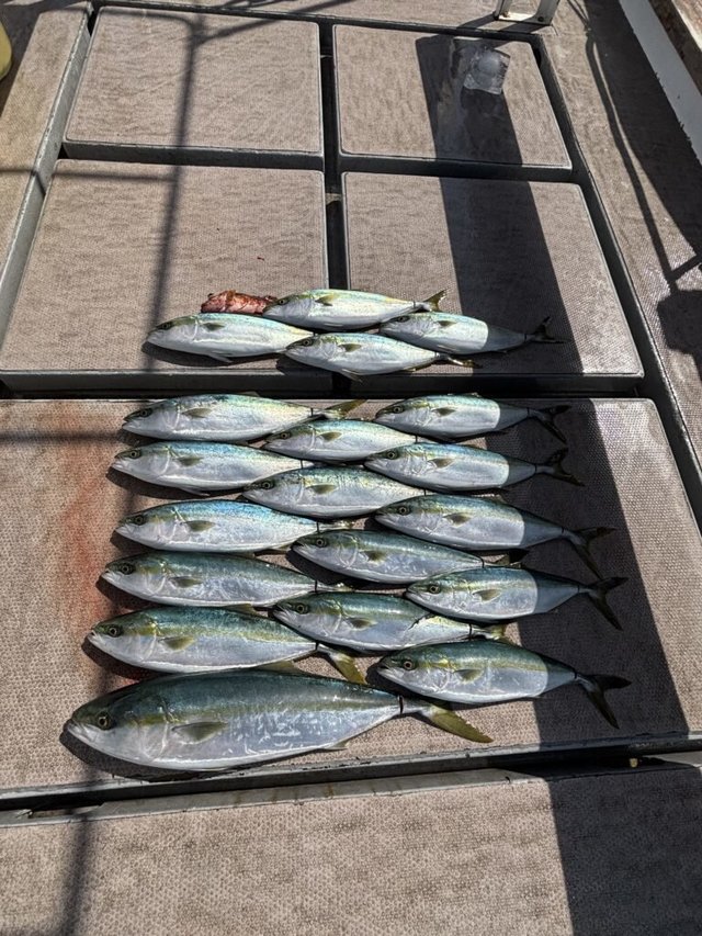 ブリ・ハマチ(ブリ)