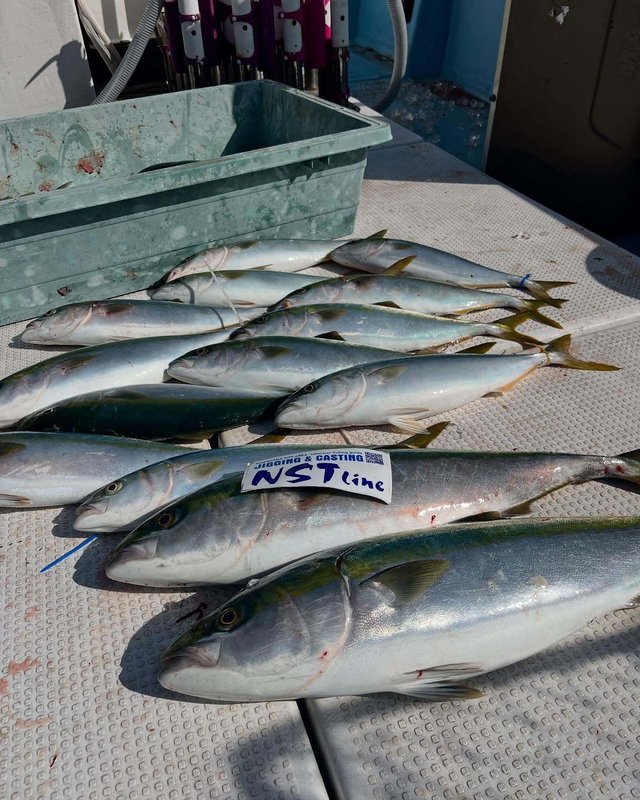 ブリ・ハマチ(ブリ)