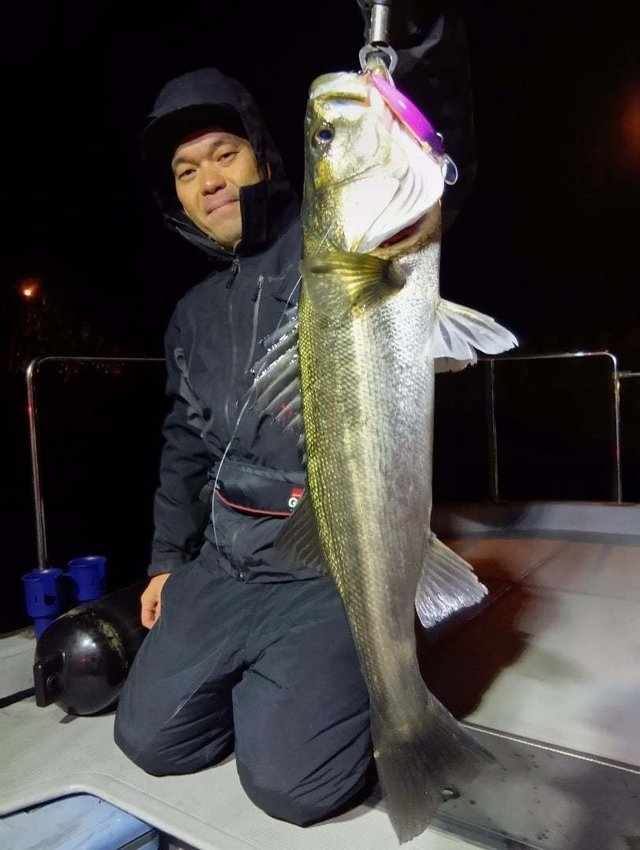 シーバス(スズキ)