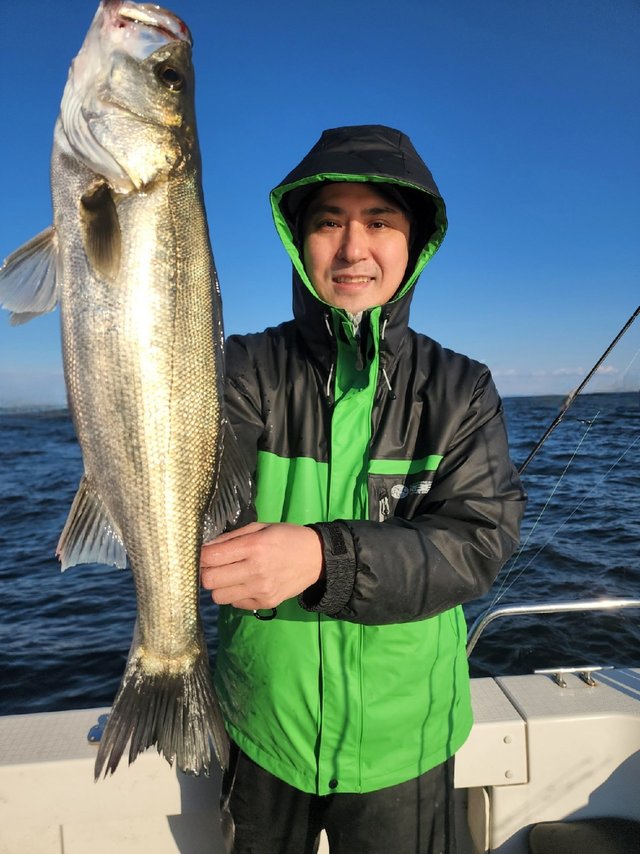 シーバス(スズキ)