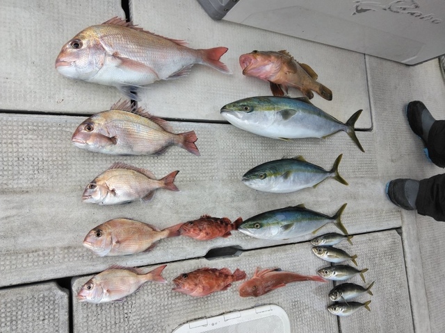 マダイ・アコウ(キジハタ)・アジ(マアジ)・ハマチ(ブリ)・メジロ(ブリ)・ガシラ(カサゴ)・ホウボウ