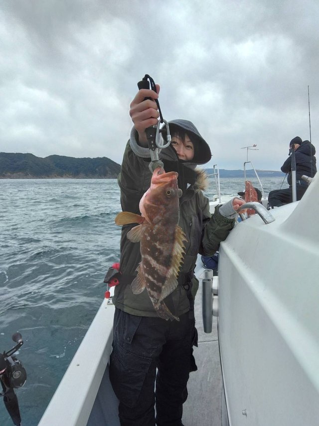 アコウ(キジハタ)