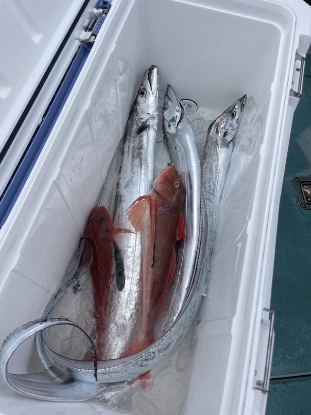 タチウオ・ホウボウ