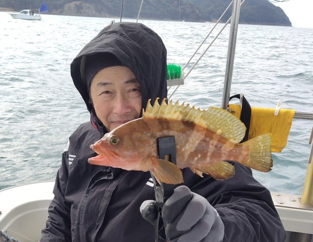 アコウ(キジハタ)