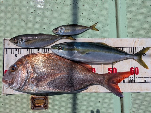 タイ(マダイ)・ハマチ(ブリ)