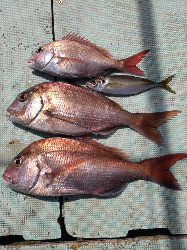 タイ(マダイ)・アジ(マアジ)