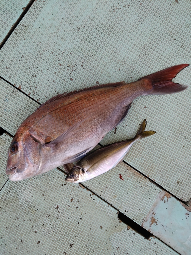 タイ(マダイ)・アジ(マアジ)