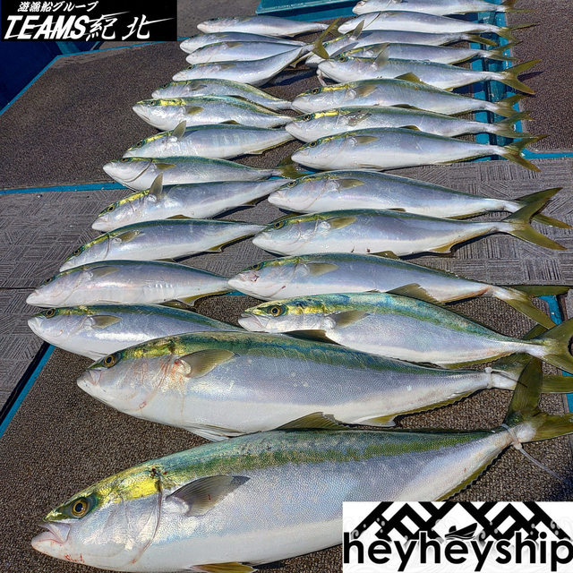 ハマチ(ブリ)・メジロ(ブリ)