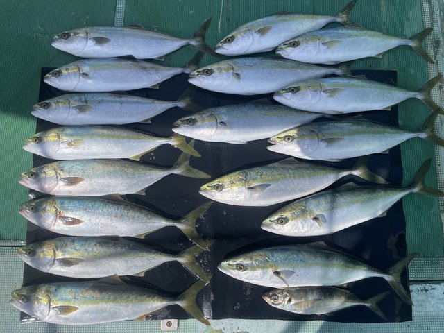 マアジ・ハマチ(ブリ)