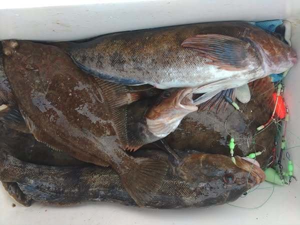 アイナメ・マコガレイ