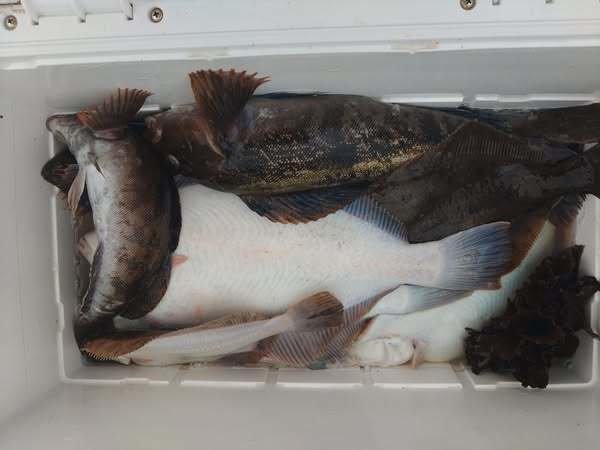 アイナメ・マコガレイ