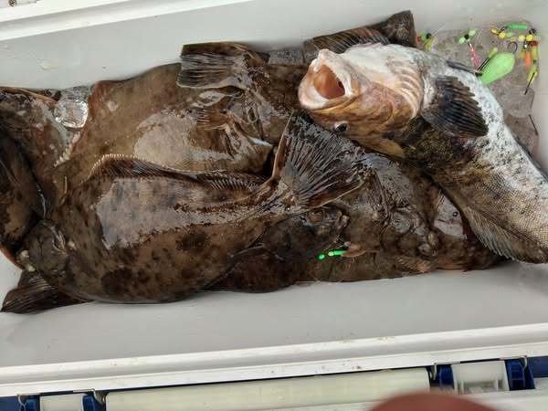 アイナメ・マコガレイ