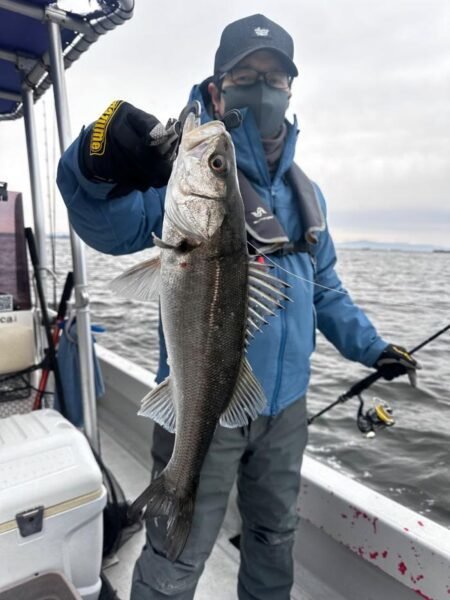 シーバス(スズキ)