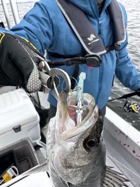 シーバス(スズキ)