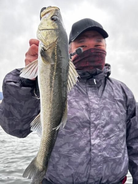 シーバス(スズキ)