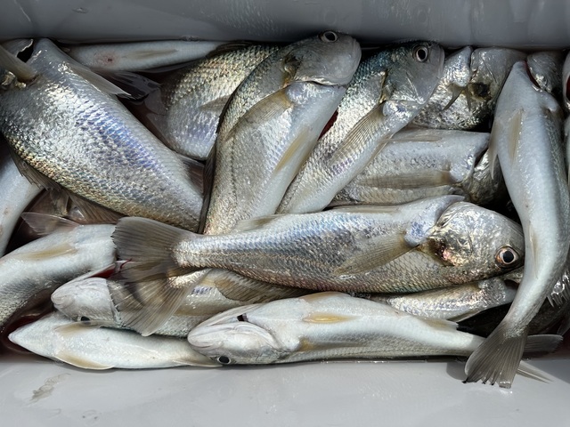 イシモチ(シログチ)