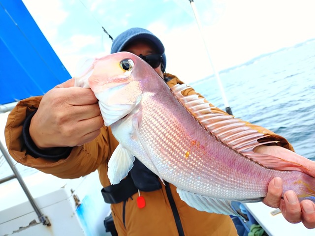 アマダイ(アカアマダイ)