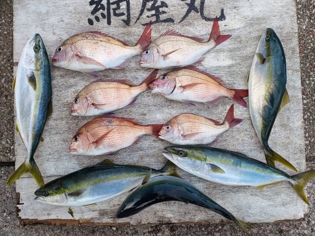 マダイ・イナダ(ブリ)