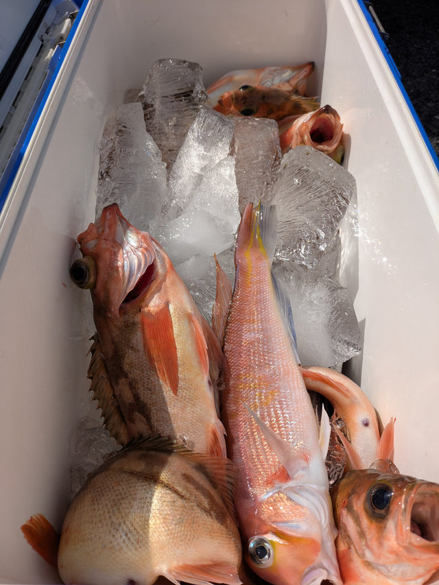 アマダイ(アカアマダイ)・ウスメバル