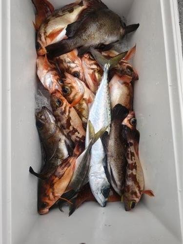 アジ(マアジ)・メバル・サバ(ゴマサバ)