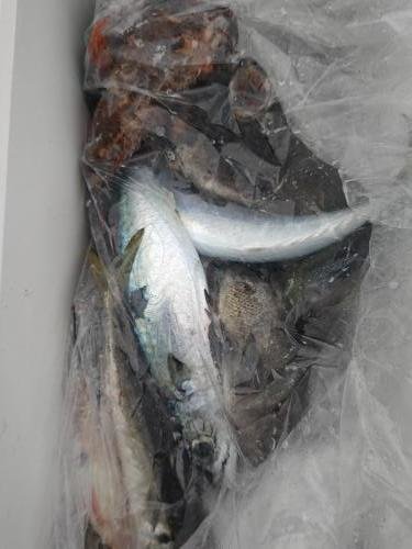 アジ(マアジ)・メバル・サバ(ゴマサバ)