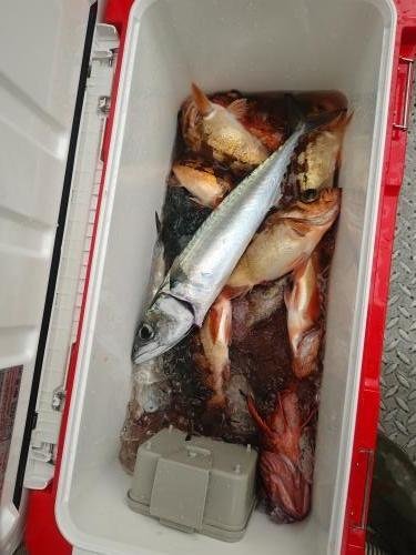 アジ(マアジ)・メバル