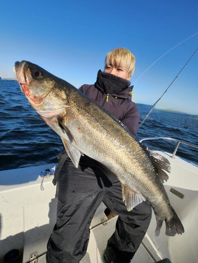 シーバス(スズキ)