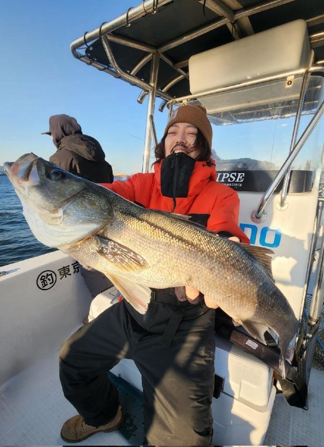 シーバス(スズキ)