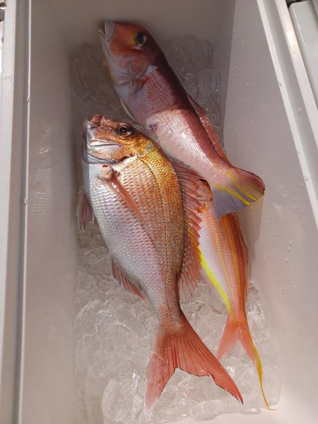 マダイ・アマダイ(アカアマダイ)・イトヨリ(イトヨリダイ)