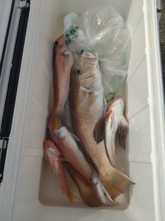 シロアマダイ・ホウボウ・アカボラ(ヒメコダイ)