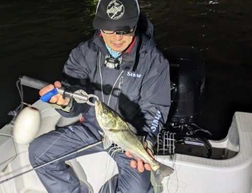 シーバス(スズキ)