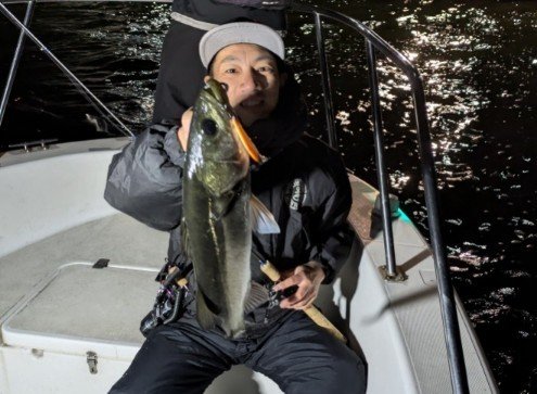 シーバス(スズキ)