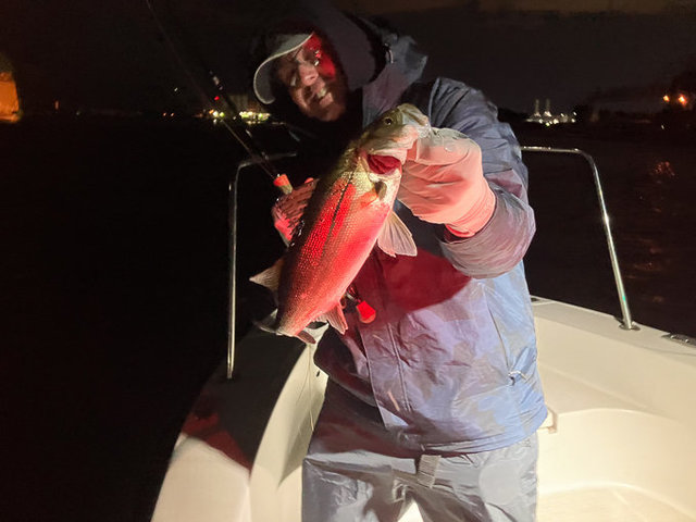 シーバス(スズキ)