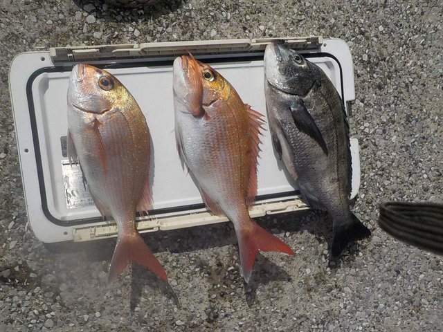 マダイ・クロダイ