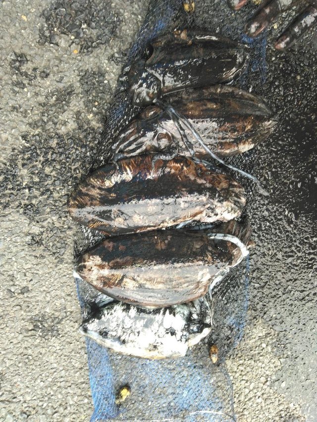 カミナリイカ・シリヤケイカ