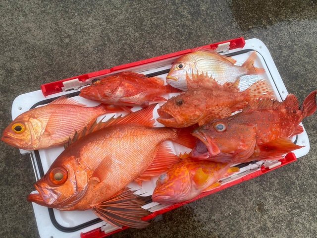 レンコダイ(キダイ)・キントキ(チカメキントキ)・オニカサゴ・カンコ(ウッカリカサゴ)・アヤメカサゴ