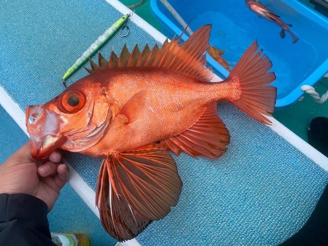 キントキ(チカメキントキ)