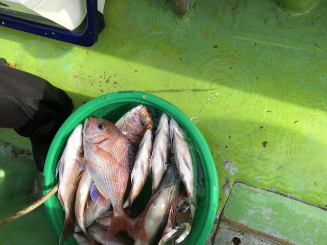 ハナダイ(チダイ)