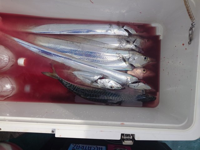 タチウオ・サバ(ゴマサバ)