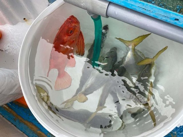 シマアジ・チカメキントキ