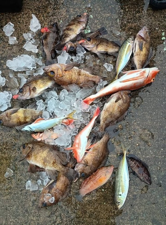 マハタ・アジ(マアジ)・メバル・ホウボウ