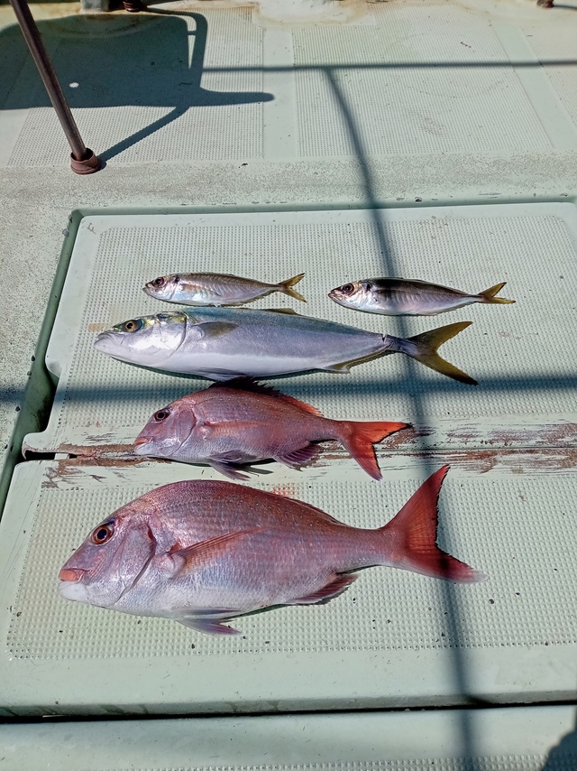 マダイ・ハマチ(ブリ)