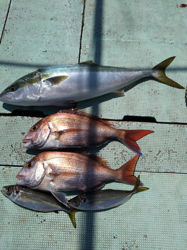 タイ(マダイ)・アジ(マアジ)・メジロ(ブリ)