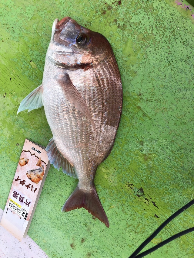 ハナダイ(チダイ)