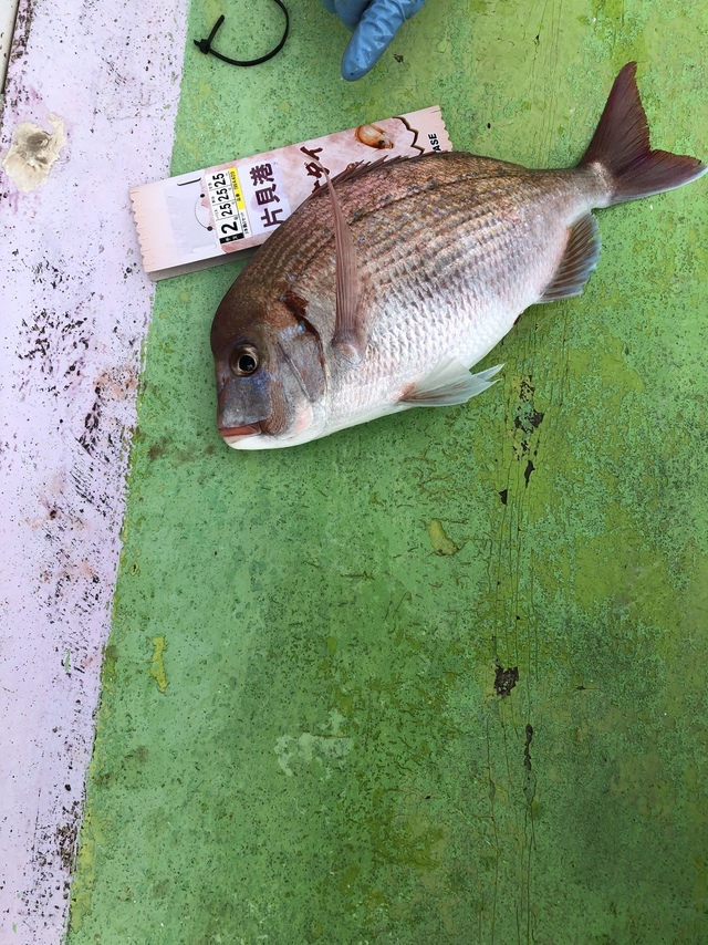 ハナダイ(チダイ)