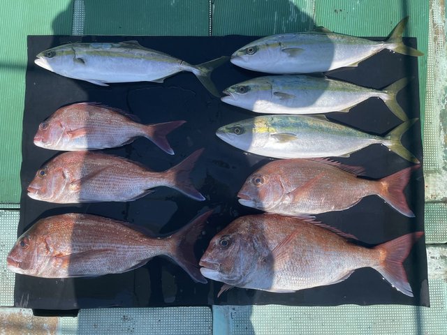 マダイ・ハマチ(ブリ)