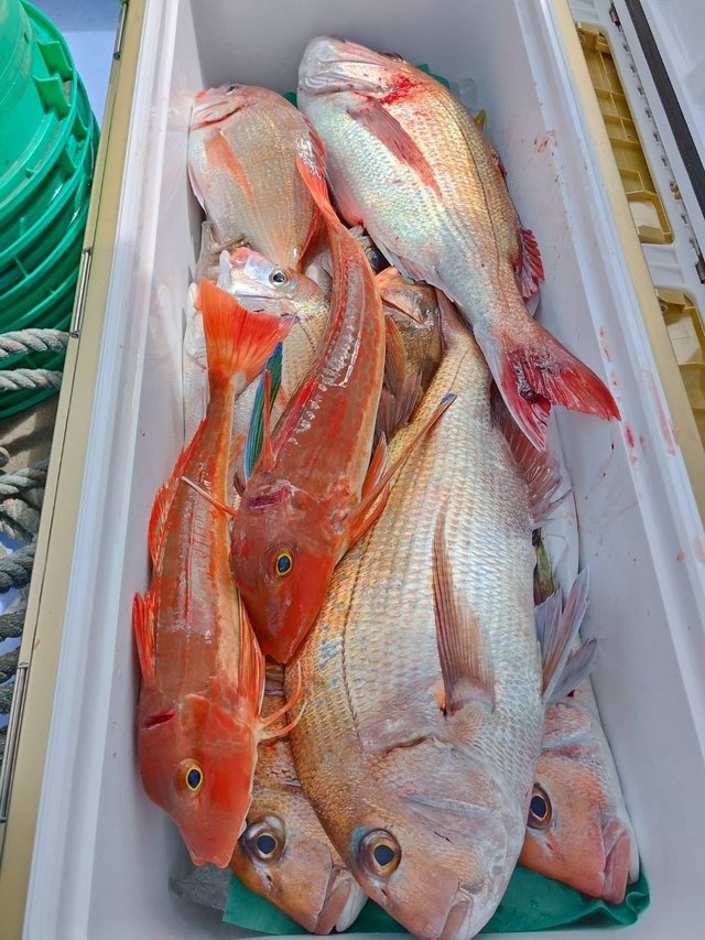 ハナダイ(チダイ)