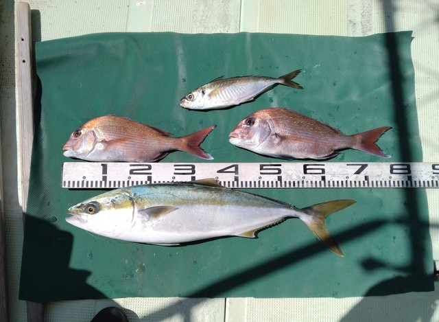 マダイ・マアジ・ハマチ(ブリ)