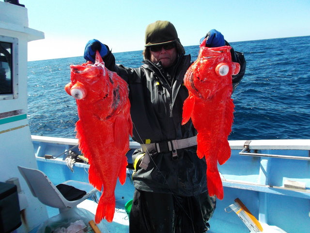 アコウ(アコウダイ)